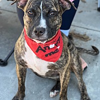 adopt a pet