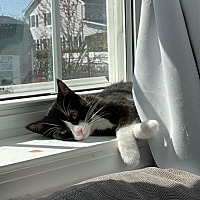 adopt a pet
