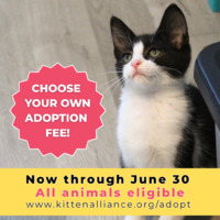 adopt a pet