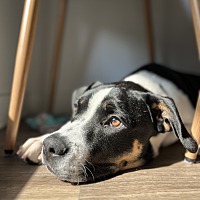 adopt a pet