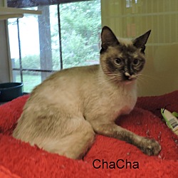 Thumbnail photo of ChaCha #4