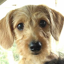 Thumbnail photo of Petaka (in adoption process) #2