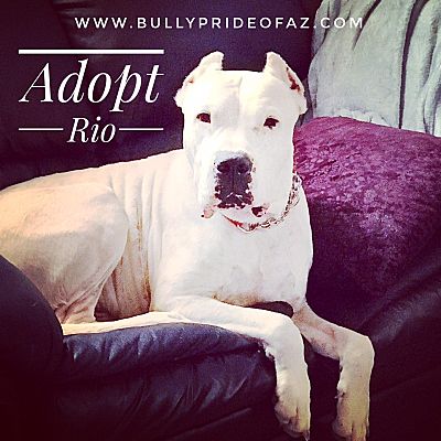 Phoenix, AZ - Dogo Argentino . Meet Rio a Pet for Adoption