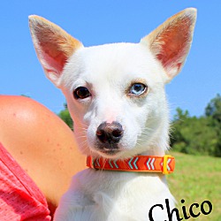 Thumbnail photo of Chico ~ meet me! #2