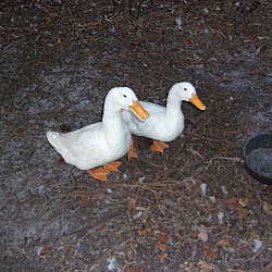Thumbnail photo of Pekin Ducks(M&F) #3