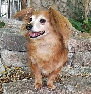 belly band for dogs petsmart