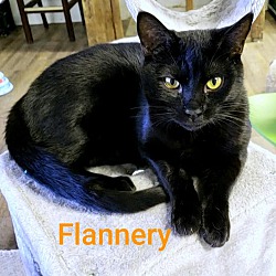 Thumbnail photo of Flannery #2