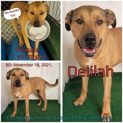 Thumbnail photo of Delilah #1