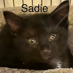 Photo of Sadie th
