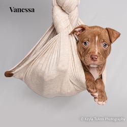 Thumbnail photo of Vanessa Atlanta #1