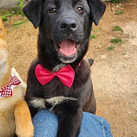 adopt a pet