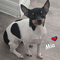 adopt a pet