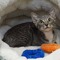 adopt a pet