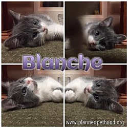 Thumbnail photo of Blanche #2