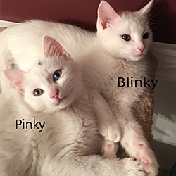 Thumbnail photo of Blinky #1