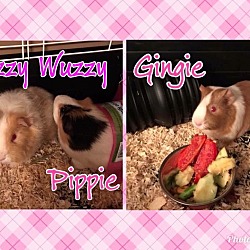 Photo of Gingie, Pippie, & Fuzzy Wuzzy