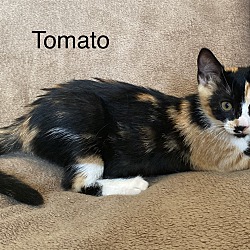 Photo of Tomato