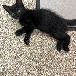 Thumbnail photo of Black Tie Kitten #4