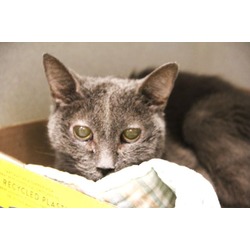 Photo of ELVIRA*