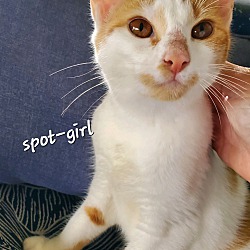 Photo of Spot Girl (Foster Care)