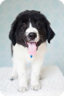 maremma cross border collie