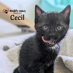 Thumbnail photo of Cecil - No Longer Accepting Applications #2