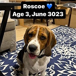 Thumbnail photo of Roscoe #2