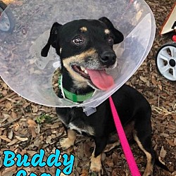 Thumbnail photo of Buddy Coal #3