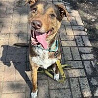 adopt a pet