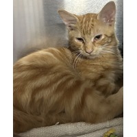 adopt-pet