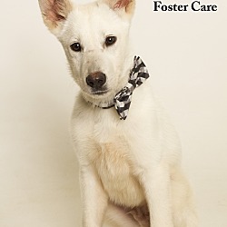 Thumbnail photo of Romulus (Foster Care) #1