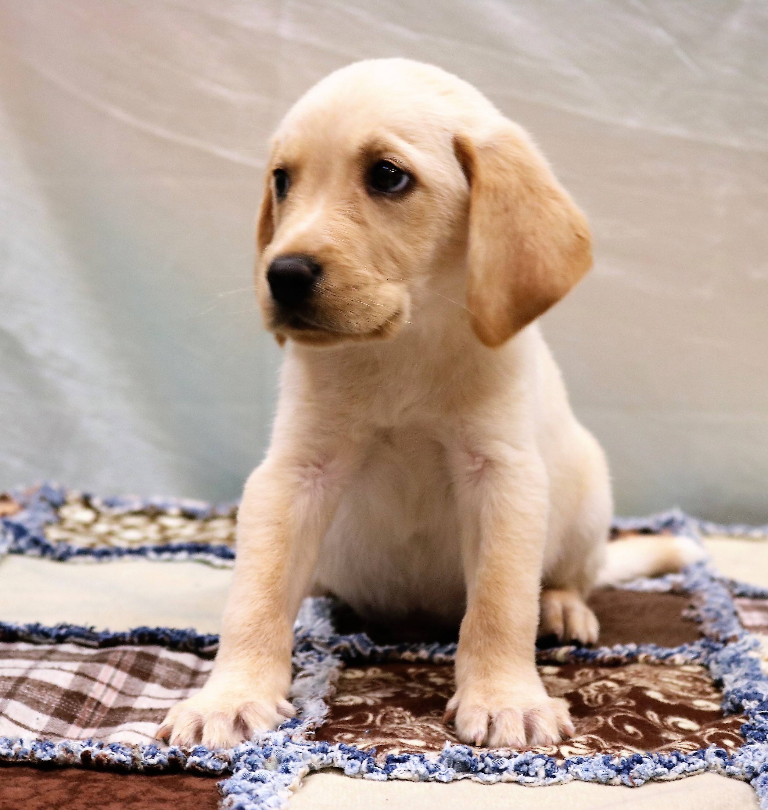 49 Best Pictures Golden Retriever Puppies Nashville Tennessee - Trinity Golden Retriever Dogs Loving Golden Retriever Puppies Knoxville Tn