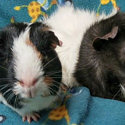 critter corral guinea pig rescue