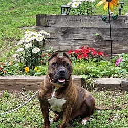 Photo of ZEUS Foster is his Trainer! Meatball's new life!