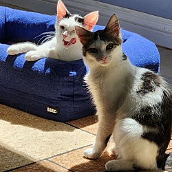 Thumbnail photo of Cat Damon & David Meowie - YL #3