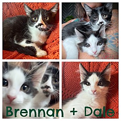 Photo of Brennan & Dale