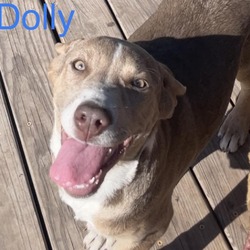 Thumbnail photo of Dolly #3