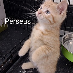 Photo of Perseus