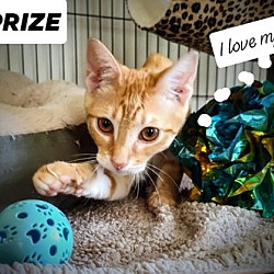 Thumbnail photo of Sir Prize #3