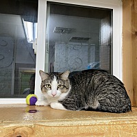adopt a pet