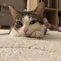 adopt a pet