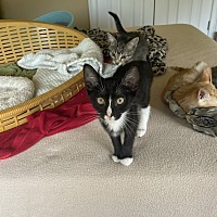 adopt a pet