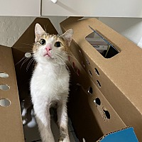 adopt a pet