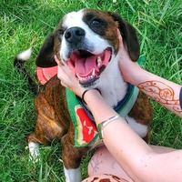 adopt a pet