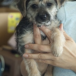 Thumbnail photo of Prada - Chanel pup #2