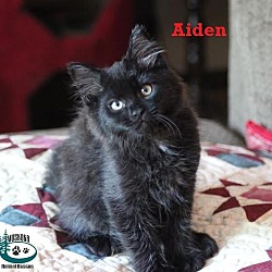 Thumbnail photo of Aiden - Adopted January 2017 #3