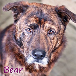 Thumbnail photo of Bear #2