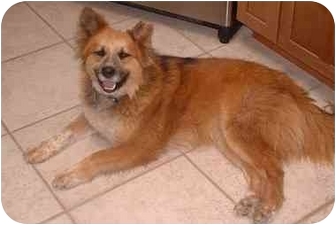 sheltie red heeler mix