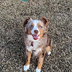 bonded pet photo