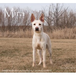 Photo of MIRA